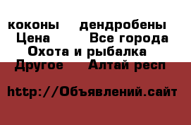 коконы    дендробены › Цена ­ 25 - Все города Охота и рыбалка » Другое   . Алтай респ.